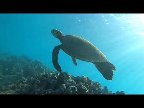 Snorkeling Electric Beach 2021 - (Oahu, Hawaii)