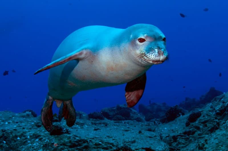 Hawaiian Monk Seal