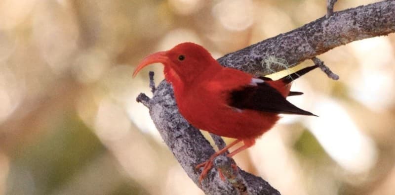 An adult ʻiʻiwi in Hawaii