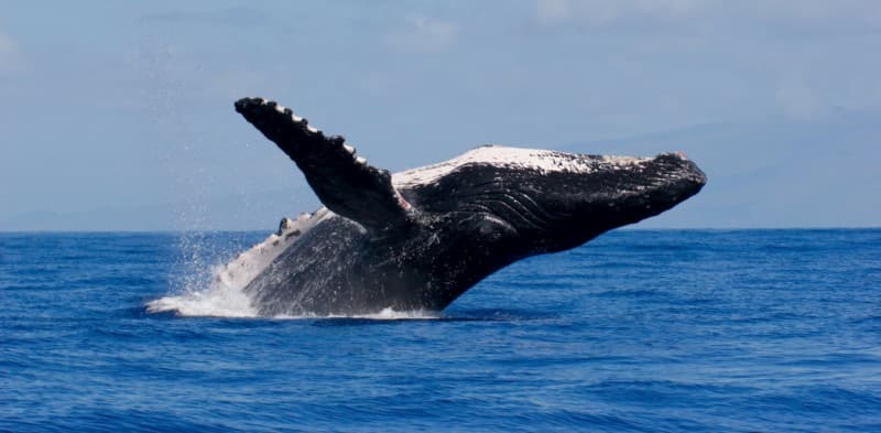 Humpback Whale breaching