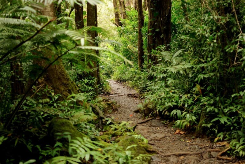 Manoa Falls Trail