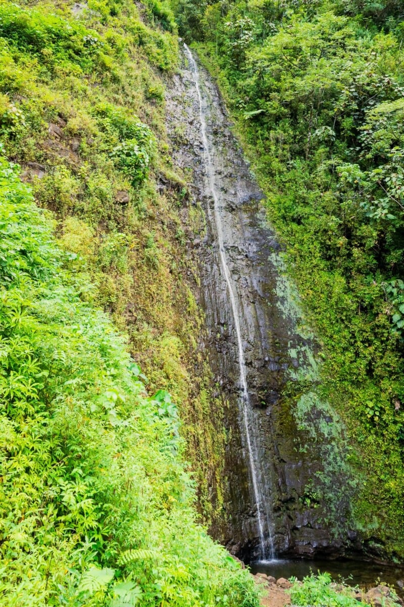 The towering 150-foot Manoa Falls waterfall