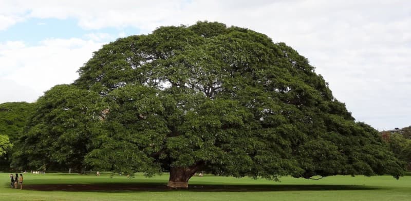 giant monkeypod tree in Moanalua Park