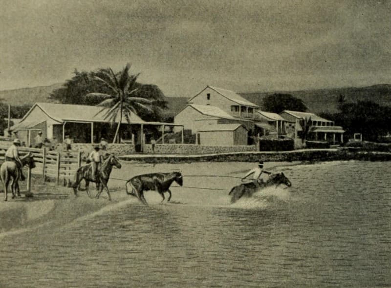 Paniolos loading Cattle at Kailua