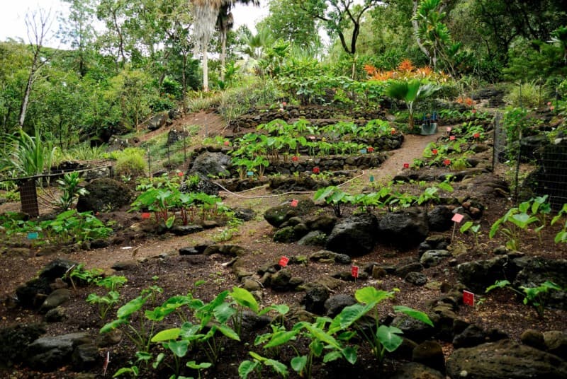 A Patch of kalo (taro) plants in Waimea Valley