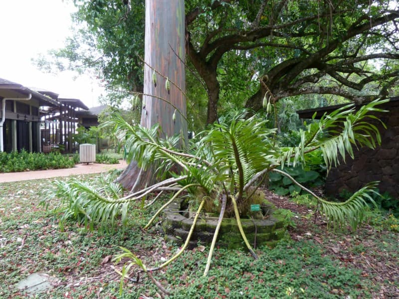 A giant orchid and a rainbow eucalyptus tree in the Wahiawa Botanical Gardens