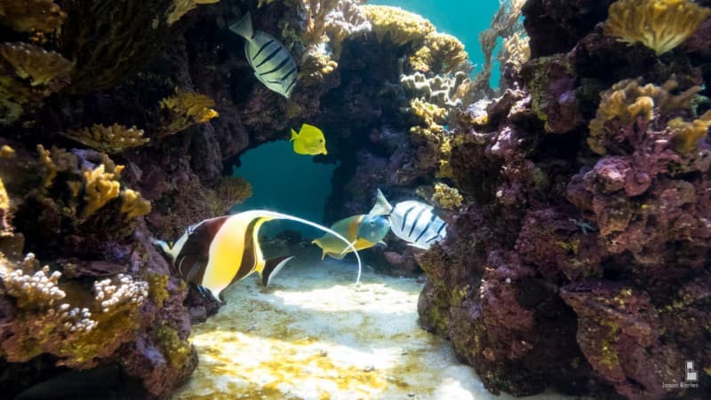 Tropical fish in the Waikīkī Aquarium